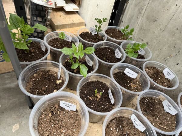 Several clear plastic cups filled with soil and labeled with plant names hold small green seedlings, arranged on a concrete floor near a metal shelf and a wooden platform in an indoor setting.