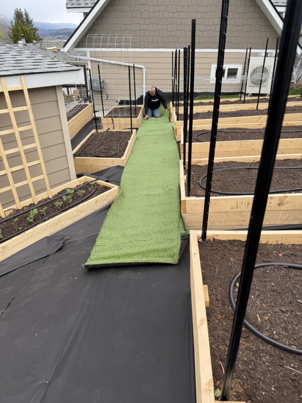 A person is unrolling artificial grass along a garden pathway between raised planting beds in a backyard garden.