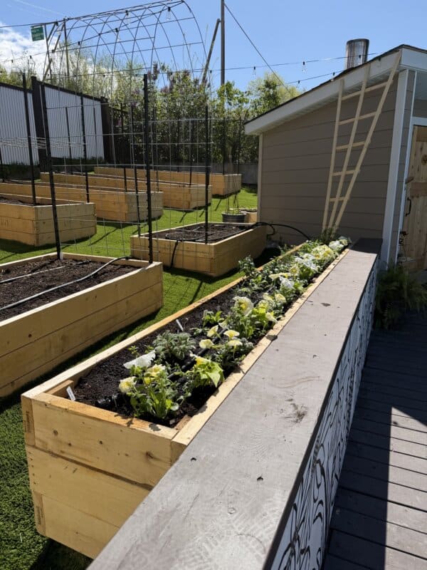 Raised wooden garden beds with small blooming flowers and green plants, next to a shed and fenced yard, under a sunny sky.