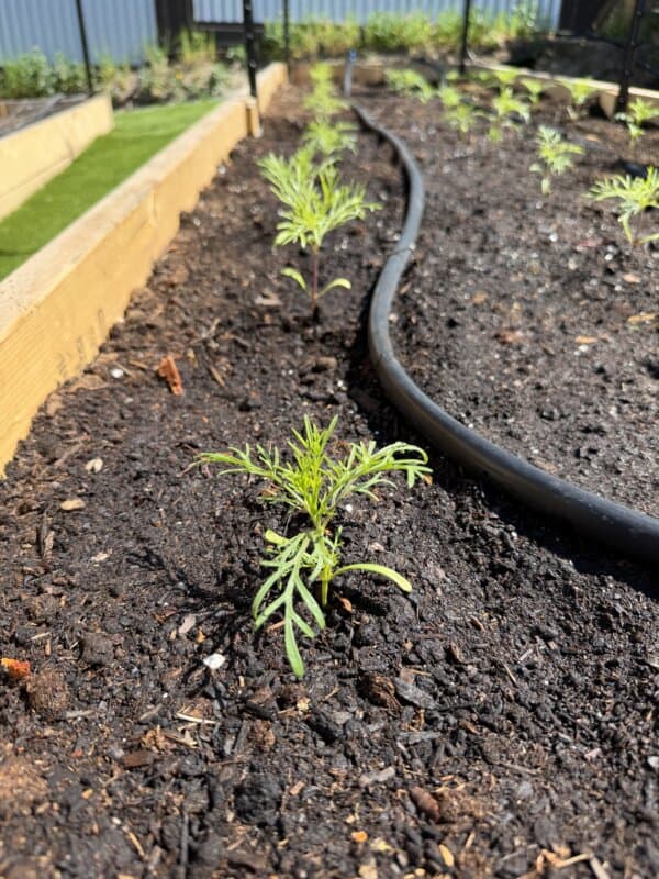 Young seedlings with thin, spiky leaves grow in a row in dark soil next to a wooden garden bed and a black irrigation hose under bright sunlight.