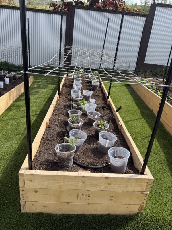 Wooden raised garden bed with rows of young plants in plastic cups, soil, a drip irrigation hose, and a metal trellis structure above, set on artificial grass and next to other garden beds.