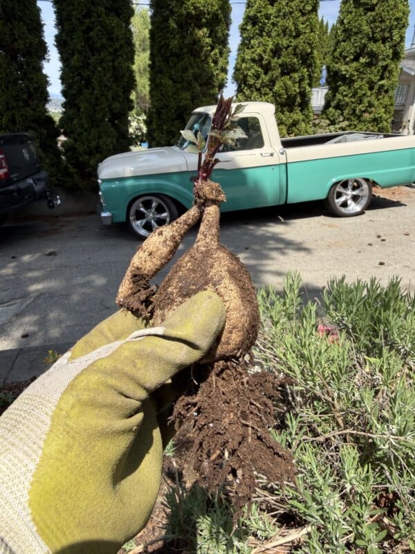 A gloved hand holds a freshly dug plant bulb with roots, in front of a turquoise and white vintage pickup truck parked on a sunny street lined with tall green trees.
