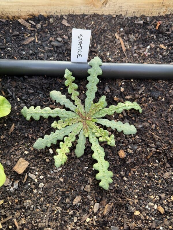 A young spinach plant with wavy-edged leaves grows in dark soil, labeled spinach with a white tag. A black drip irrigation line runs above the plant.