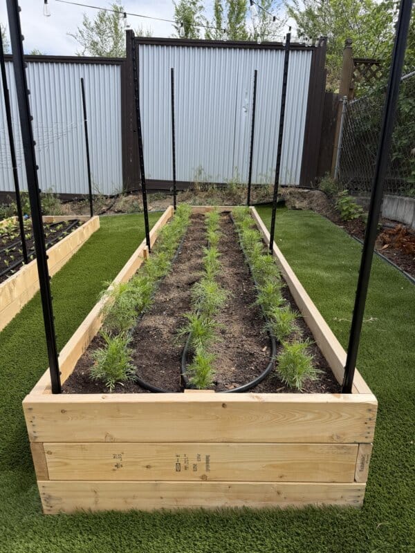 A wooden raised garden bed with young green plants in rows, irrigation tubing, and black trellis poles. Theres artificial grass around the bed and a metal fence in the background.
