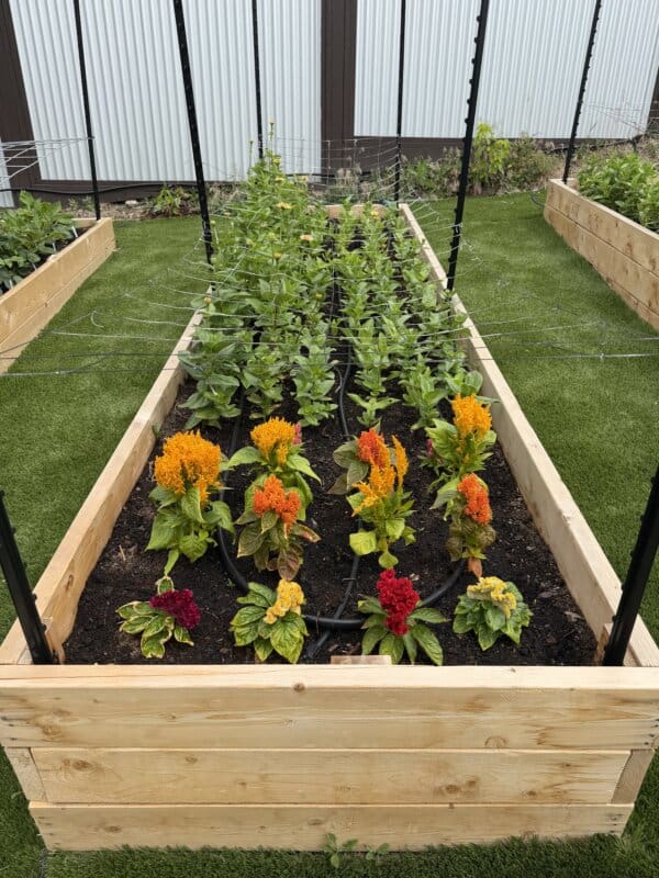 A raised garden bed with rows of green plants and vibrant orange and red flowers, surrounded by artificial grass and a metal-sided building in the background.