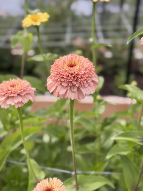 A close-up of a pink zinnia flower in bloom, with green leaves and blurred yellow flowers in the background.
