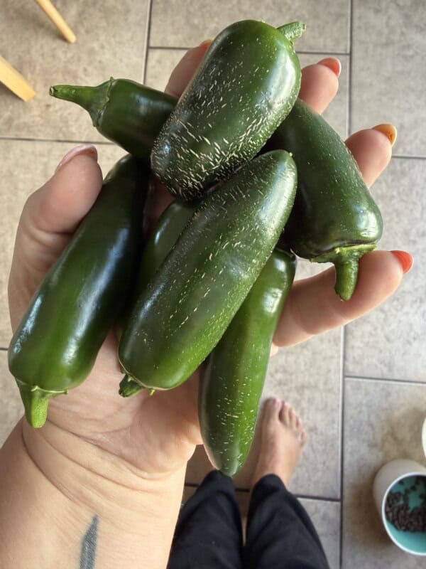 A hand holding several fresh green jalapeรฑo peppers, with tiled floor and bare feet visible in the background.