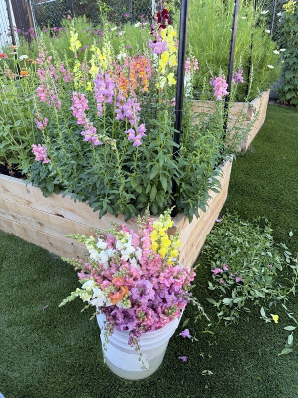 A white bucket filled with freshly cut snapdragons sits on artificial grass beside a raised garden bed with blooming snapdragons in pink, yellow, and orange hues. Some cut stems are scattered on the ground.