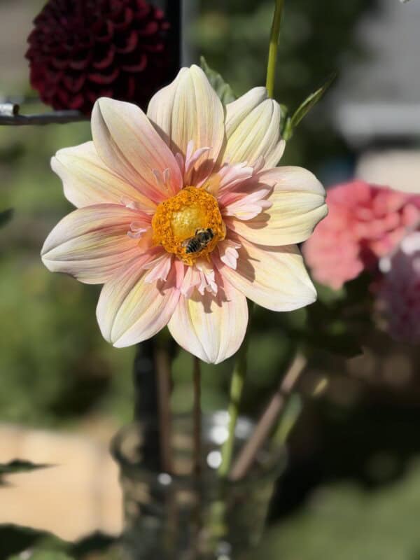 A close-up of a pale pink and yellow dahlia flower with a bee on its center, set against a blurred outdoor background with other flowers and greenery.