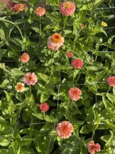 Pink and orange zinnias bloom among green leaves, with a garden netting grid visible over the flowers. Sunlight highlights the vibrant colors and healthy foliage.
