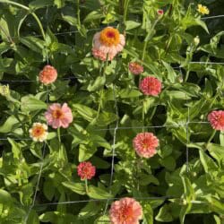 Pink and orange zinnias bloom among green leaves, with a garden netting grid visible over the flowers. Sunlight highlights the vibrant colors and healthy foliage.