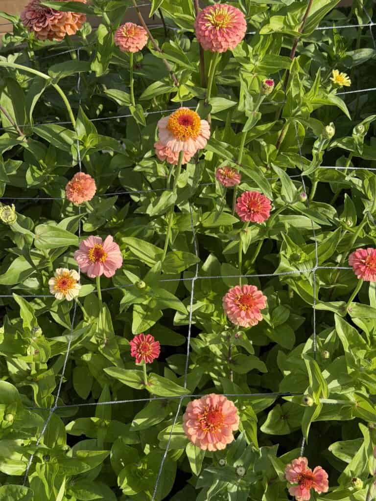 Pink and orange zinnias bloom among green leaves, with a garden netting grid visible over the flowers. Sunlight highlights the vibrant colors and healthy foliage.