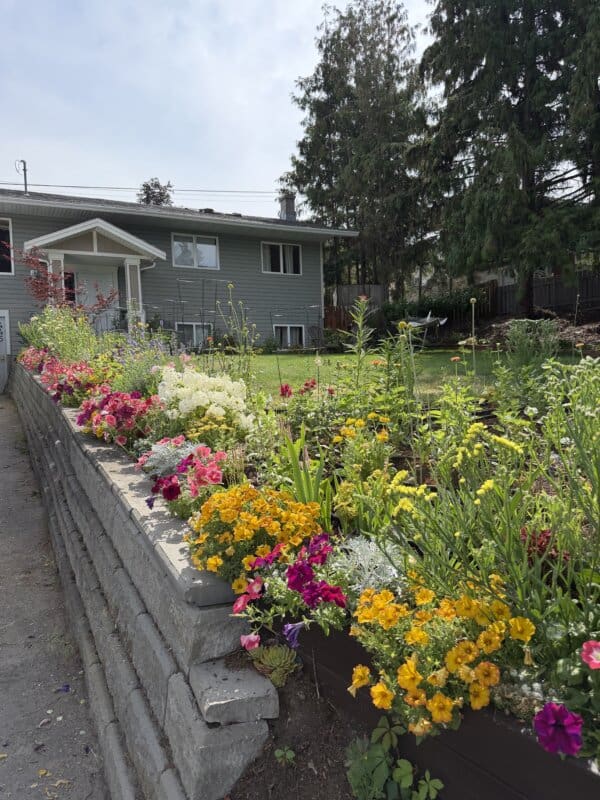A vibrant flower garden lines a stone retaining wall in front of a gray house with a green lawn and large evergreen trees in the background.