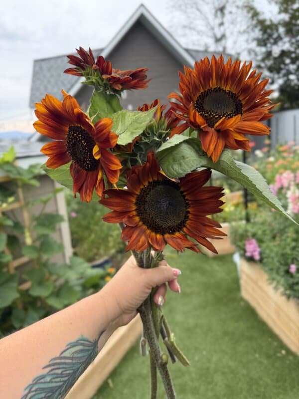 A tattooed hand holds a bouquet of vibrant red-orange sunflowers in a garden, with raised beds, plants, and a house in the background.