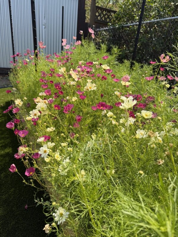 A vibrant flower bed with pink and white cosmos blooms and lush green foliage, next to a metal building and black chain-link fence on a sunny day.
