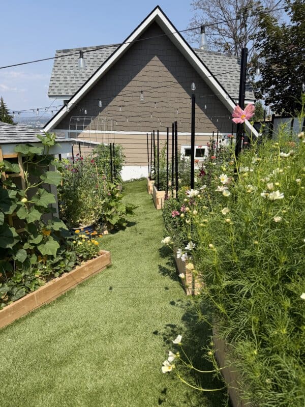 A lush garden with raised beds full of green plants and flowers lines both sides of a grassy path leading to a house with a gray roof in the background under a clear sky.