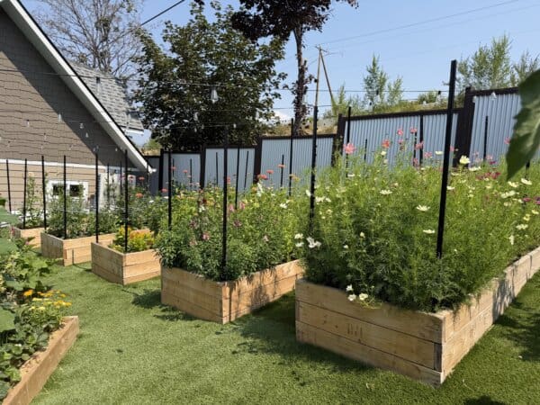 Several wooden raised garden beds filled with various green plants and flowers sit on a neatly kept lawn beside a house and metal fence on a sunny day.