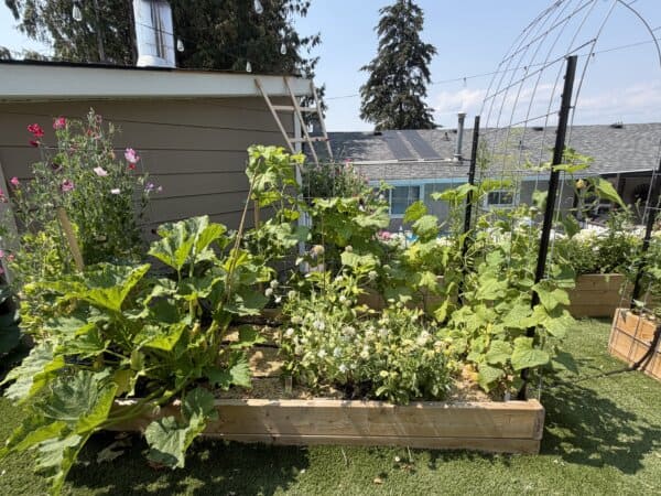A raised garden bed filled with leafy green squash, cucumbers, flowers, and vines on a green lawn, set beside a house and trellis on a sunny day.