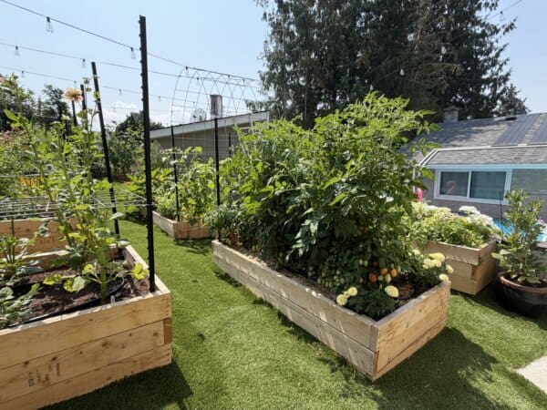 Several raised wooden garden beds filled with lush green vegetable plants sit on artificial grass in a sunny backyard, with a house and tall trees in the background.